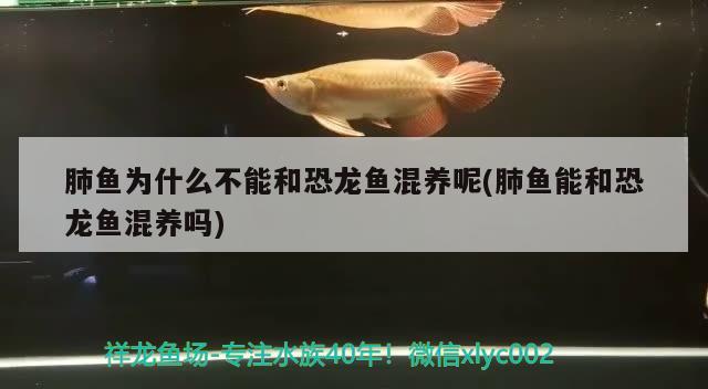 肺魚為什么不能和恐龍魚混養(yǎng)呢(肺魚能和恐龍魚混養(yǎng)嗎) 肺魚