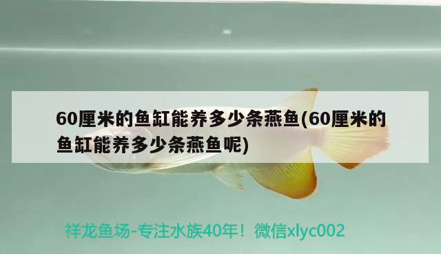 60厘米的魚缸能養(yǎng)多少條燕魚(60厘米的魚缸能養(yǎng)多少條燕魚呢) 養(yǎng)魚知識(shí)