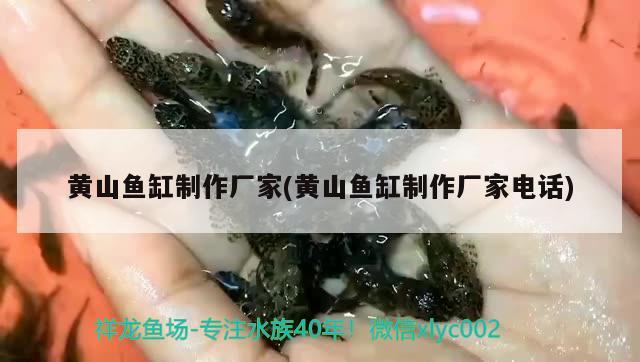 黃山魚缸制作廠家(黃山魚缸制作廠家電話) 羽毛刀魚苗