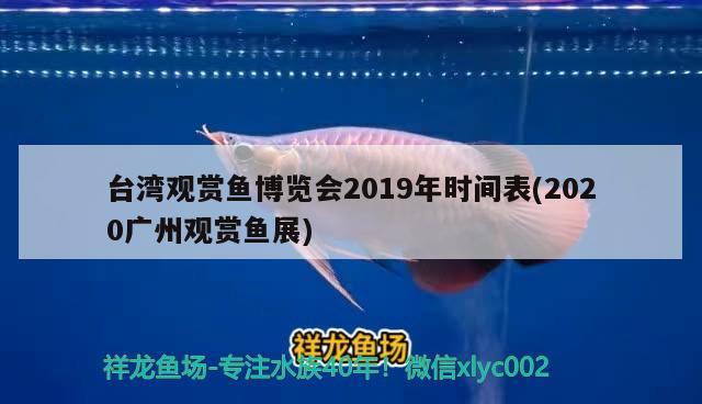 臺灣觀賞魚博覽會2019年時間表(2020廣州觀賞魚展) ?；?異型虎魚/純色虎魚