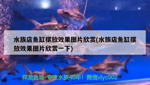 水族店魚缸擺放效果圖片欣賞(水族店魚缸擺放效果圖片欣賞一下) 和尚魚