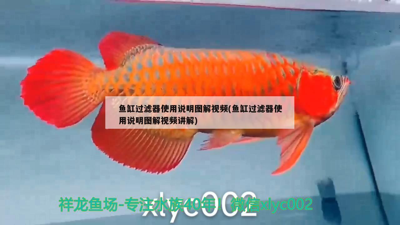 魚缸過濾器使用說明圖解視頻(魚缸過濾器使用說明圖解視頻講解) 奈及利亞紅圓點狗頭 第1張