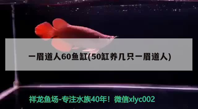 一眉道人60魚缸(50缸養(yǎng)幾只一眉道人) 一眉道人魚