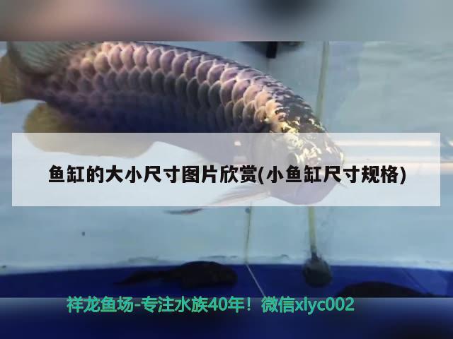 魚缸的大小尺寸圖片欣賞(小魚缸尺寸規(guī)格) 黃金鴨嘴魚