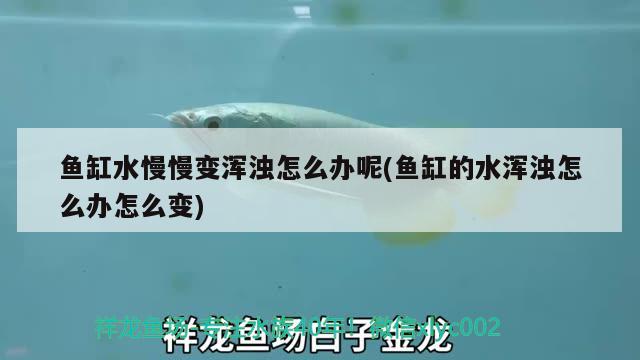 魚缸水慢慢變渾濁怎么辦呢(魚缸的水渾濁怎么辦怎么變)