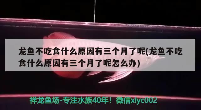 龍魚(yú)不吃食什么原因有三個(gè)月了呢(龍魚(yú)不吃食什么原因有三個(gè)月了呢怎么辦)