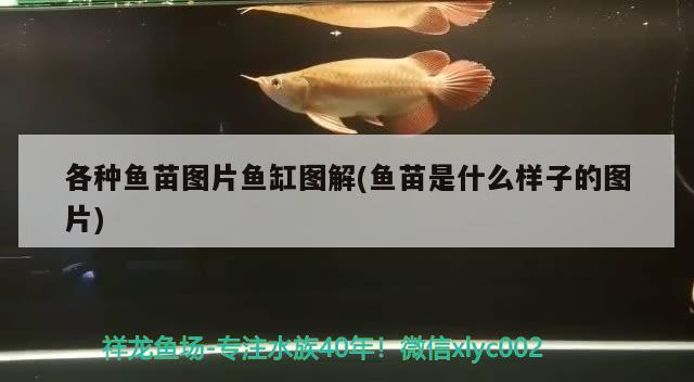 各種魚苗圖片魚缸圖解(魚苗是什么樣子的圖片) 馬拉莫寶石魚