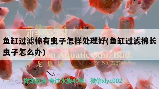 魚缸過濾棉有蟲子怎樣處理好(魚缸過濾棉長蟲子怎么辦) 黑金魟魚