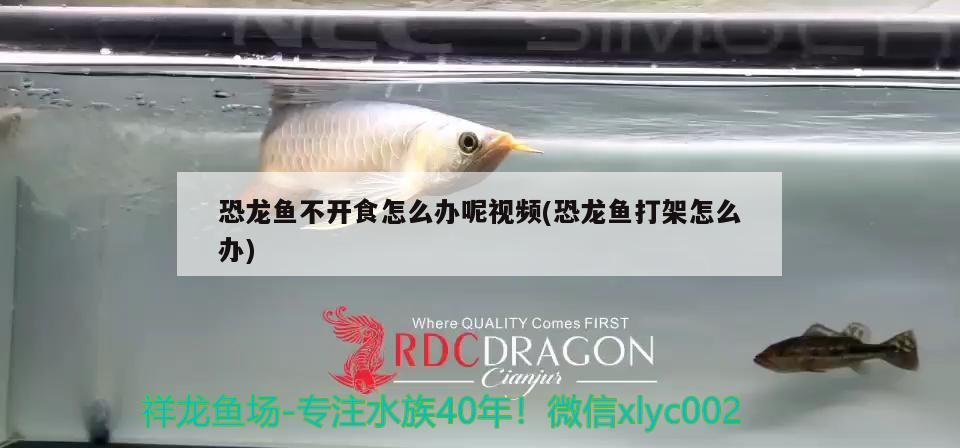 恐龍魚不開食怎么辦呢視頻(恐龍魚打架怎么辦)