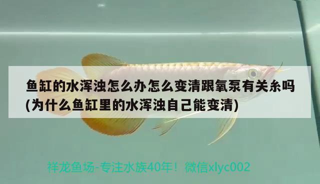 魚缸的水渾濁怎么辦怎么變清跟氧泵有關糸嗎(為什么魚缸里的水渾濁自己能變清) 祥龍金禾金龍魚