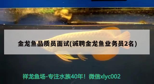 金龍魚品質(zhì)員面試(誠聘金龍魚業(yè)務(wù)員2名)