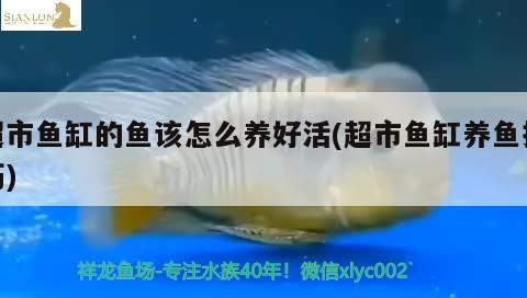 超市魚缸的魚該怎么養(yǎng)好活(超市魚缸養(yǎng)魚技巧)