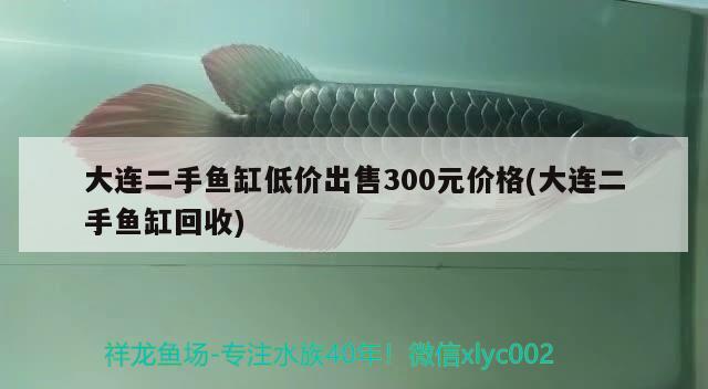 大連二手魚缸低價出售300元價格(大連二手魚缸回收)