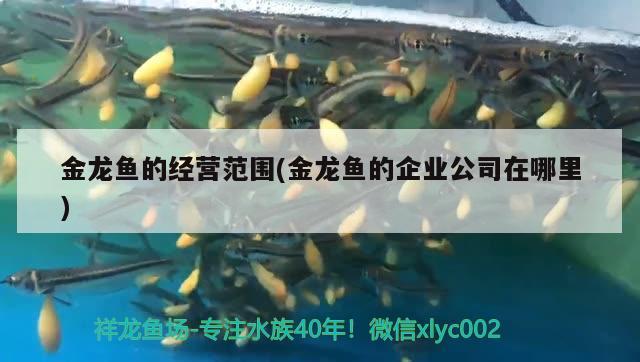 金龍魚的經(jīng)營范圍(金龍魚的企業(yè)公司在哪里)