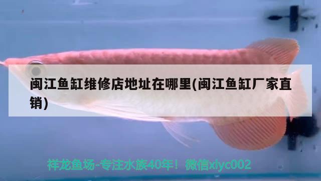 閩江魚缸維修店地址在哪里(閩江魚缸廠家直銷) 丹頂錦鯉魚