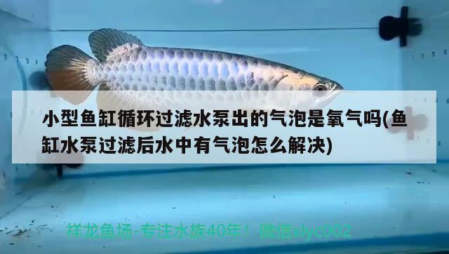 小型魚(yú)缸循環(huán)過(guò)濾水泵出的氣泡是氧氣嗎(魚(yú)缸水泵過(guò)濾后水中有氣泡怎么解決) 魚(yú)缸水泵