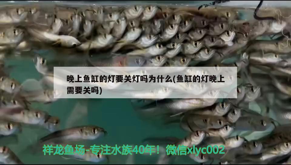 晚上魚缸的燈要關燈嗎為什么(魚缸的燈晚上需要關嗎)