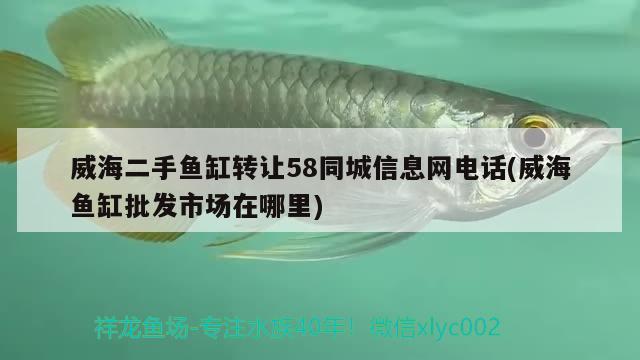 威海二手魚缸轉(zhuǎn)讓58同城信息網(wǎng)電話(威海魚缸批發(fā)市場(chǎng)在哪里) 印尼四紋虎