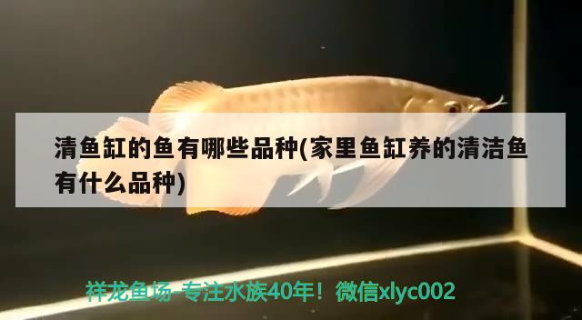 清魚缸的魚有哪些品種(家里魚缸養(yǎng)的清潔魚有什么品種)