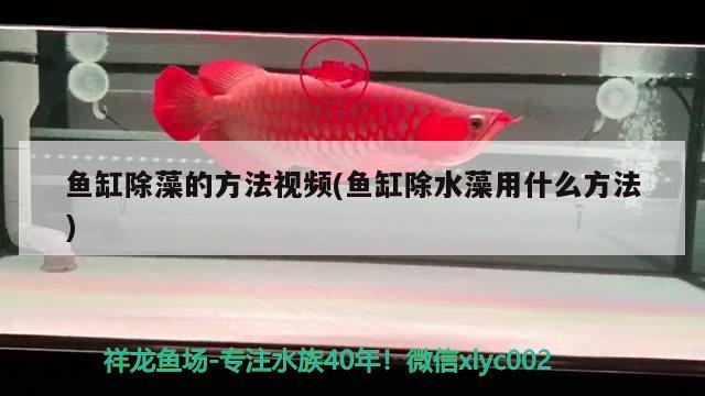 魚缸除藻的方法視頻(魚缸除水藻用什么方法) 圖騰金龍魚