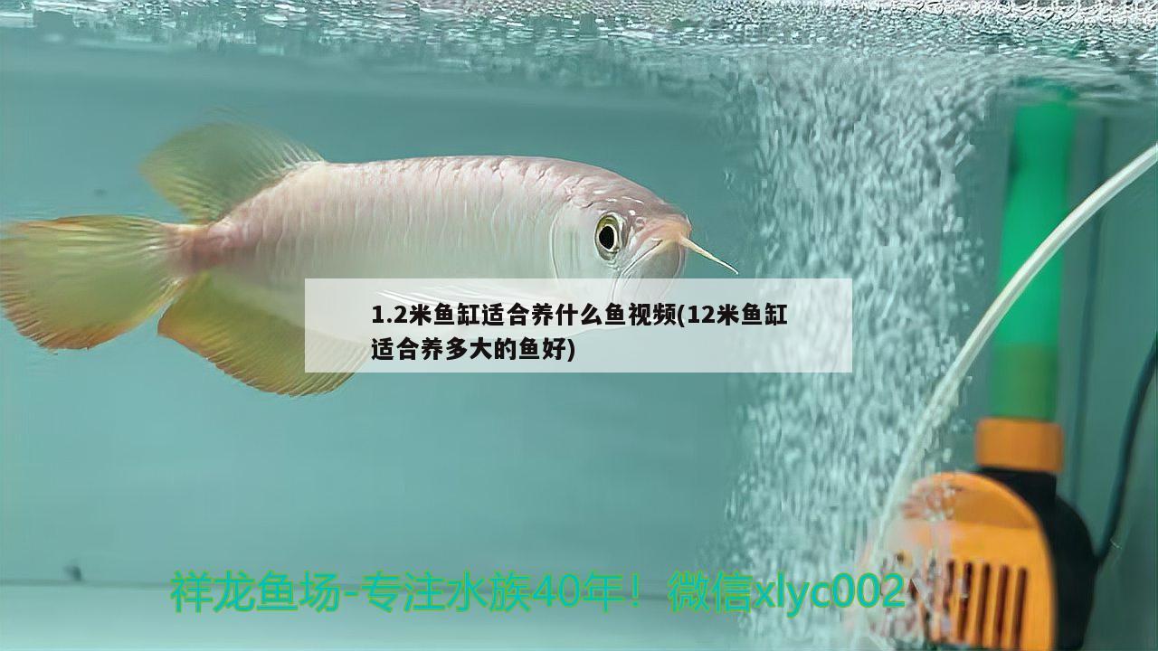 1.2米魚缸適合養(yǎng)什么魚視頻(12米魚缸適合養(yǎng)多大的魚好)