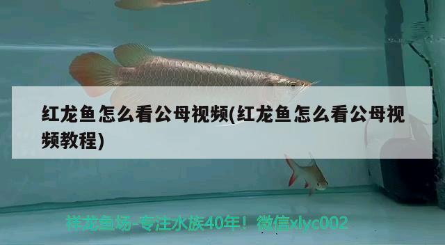 紅龍魚(yú)怎么看公母視頻(紅龍魚(yú)怎么看公母視頻教程) 月光鴨嘴魚(yú)