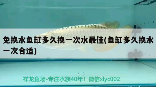 免換水魚缸多久換一次水最佳(魚缸多久換水一次合適) 虎魚魚苗