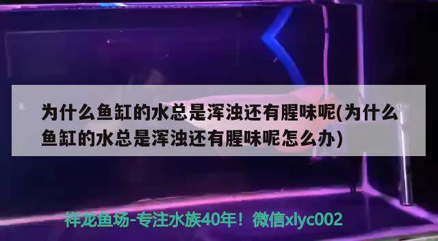 為什么魚缸的水總是渾濁還有腥味呢(為什么魚缸的水總是渾濁還有腥味呢怎么辦)