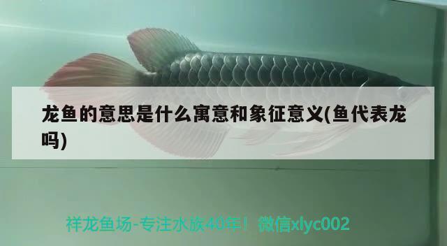 龍魚的意思是什么寓意和象征意義(魚代表龍嗎) 玫瑰銀版魚