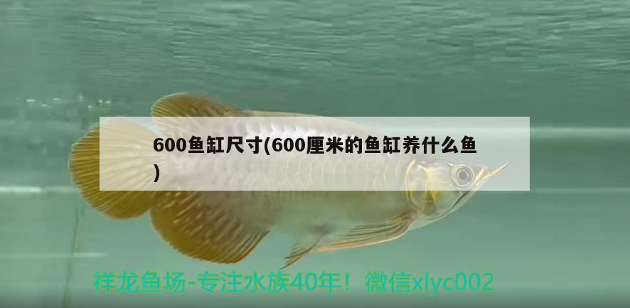 600魚缸尺寸(600厘米的魚缸養(yǎng)什么魚) 白子關(guān)刀魚