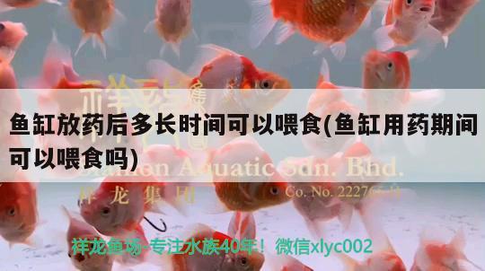 魚(yú)缸放藥后多長(zhǎng)時(shí)間可以喂食(魚(yú)缸用藥期間可以喂食嗎) 羅漢魚(yú)批發(fā)