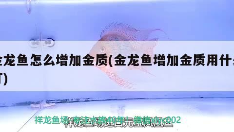 金龍魚怎么增加金質(zhì)(金龍魚增加金質(zhì)用什么燈) 水族世界