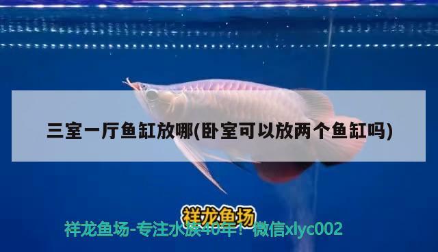 三室一廳魚缸放哪(臥室可以放兩個(gè)魚缸嗎) 非洲金鼓魚