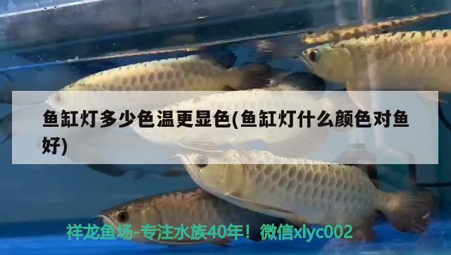 魚缸燈多少色溫更顯色(魚缸燈什么顏色對魚好)