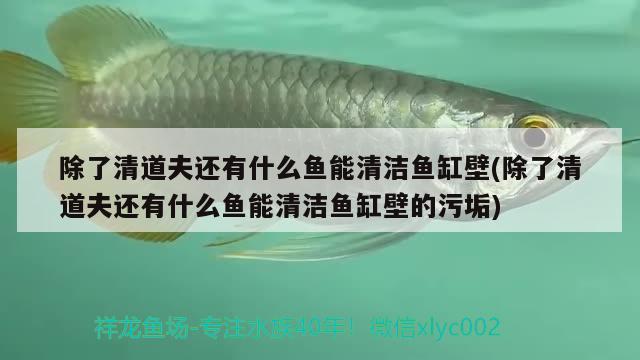 除了清道夫還有什么魚能清潔魚缸壁(除了清道夫還有什么魚能清潔魚缸壁的污垢) 泰龐海蓮魚