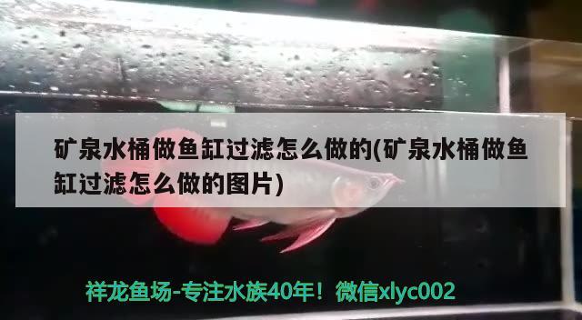 礦泉水桶做魚缸過濾怎么做的(礦泉水桶做魚缸過濾怎么做的圖片) 元寶鯽