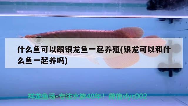 什么魚可以跟銀龍魚一起養(yǎng)殖(銀龍可以和什么魚一起養(yǎng)嗎)