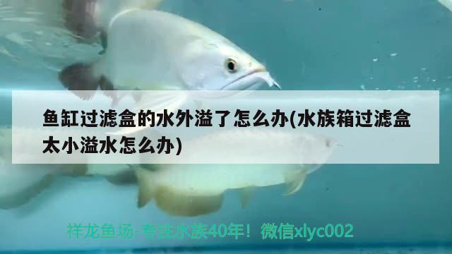 魚缸過濾盒的水外溢了怎么辦(水族箱過濾盒太小溢水怎么辦) 魚缸/水族箱