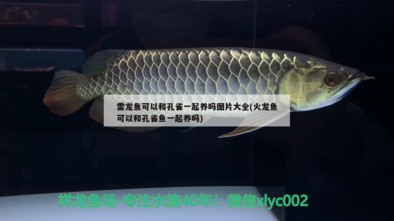 雷龍魚可以和孔雀一起養(yǎng)嗎圖片大全(火龍魚可以和孔雀魚一起養(yǎng)嗎)