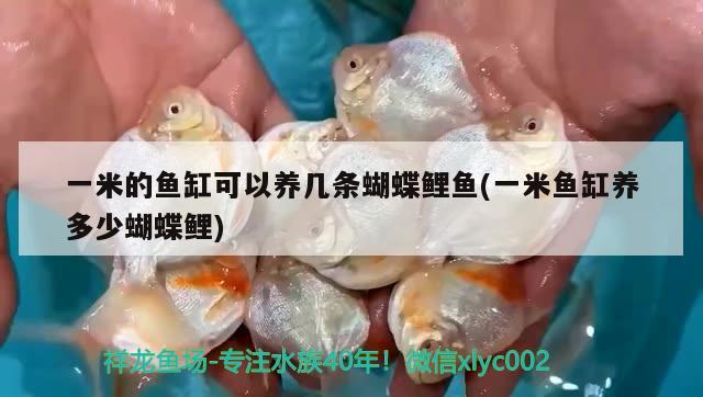 一米的魚缸可以養(yǎng)幾條蝴蝶鯉魚(一米魚缸養(yǎng)多少蝴蝶鯉) 蝴蝶鯉