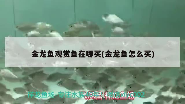 金龍魚觀賞魚在哪買(金龍魚怎么買) BD魟魚