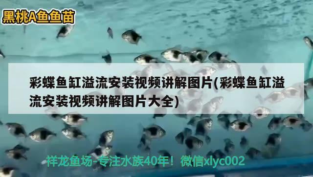 彩蝶魚缸溢流安裝視頻講解圖片(彩蝶魚缸溢流安裝視頻講解圖片大全) 印尼紅龍魚