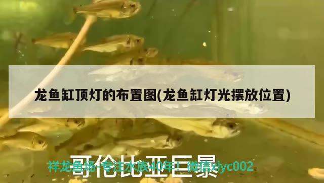 龍魚缸頂燈的布置圖(龍魚缸燈光擺放位置) 觀賞魚魚苗