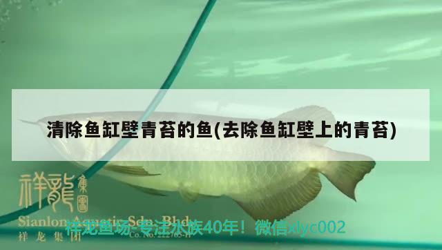 清除魚(yú)缸壁青苔的魚(yú)(去除魚(yú)缸壁上的青苔) 白子關(guān)刀魚(yú)