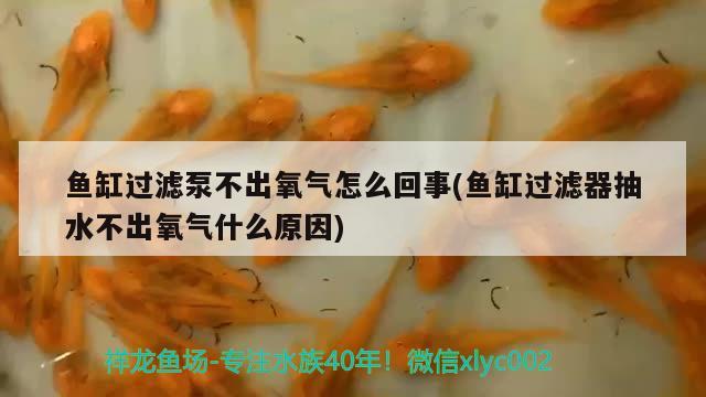 魚缸過濾泵不出氧氣怎么回事(魚缸過濾器抽水不出氧氣什么原因) 廣州龍魚批發(fā)市場(chǎng)