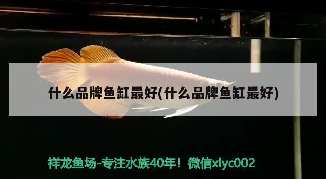 什么品牌魚缸最好(什么品牌魚缸最好) 熱帶魚魚苗批發(fā)