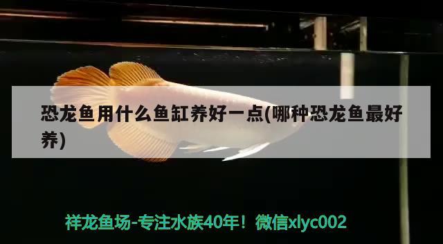 恐龍魚用什么魚缸養(yǎng)好一點(哪種恐龍魚最好養(yǎng)) 觀賞魚百科