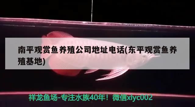 南平觀賞魚(yú)養(yǎng)殖公司地址電話(東平觀賞魚(yú)養(yǎng)殖) 黃金斑馬魚(yú)