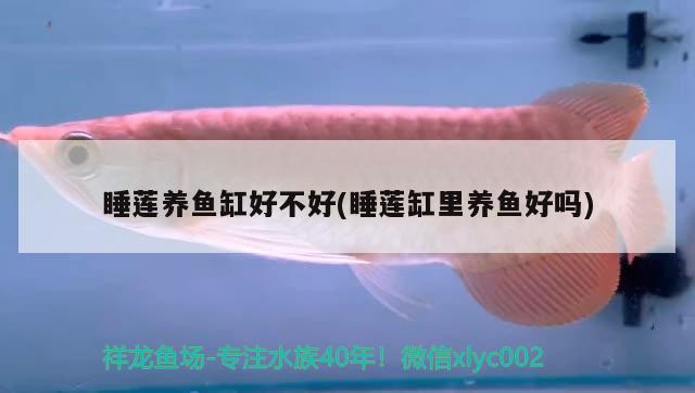 睡蓮養(yǎng)魚缸好不好(睡蓮缸里養(yǎng)魚好嗎) 檸檬鯽