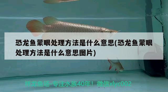 恐龍魚蒙眼處理方法是什么意思(恐龍魚蒙眼處理方法是什么意思圖片)